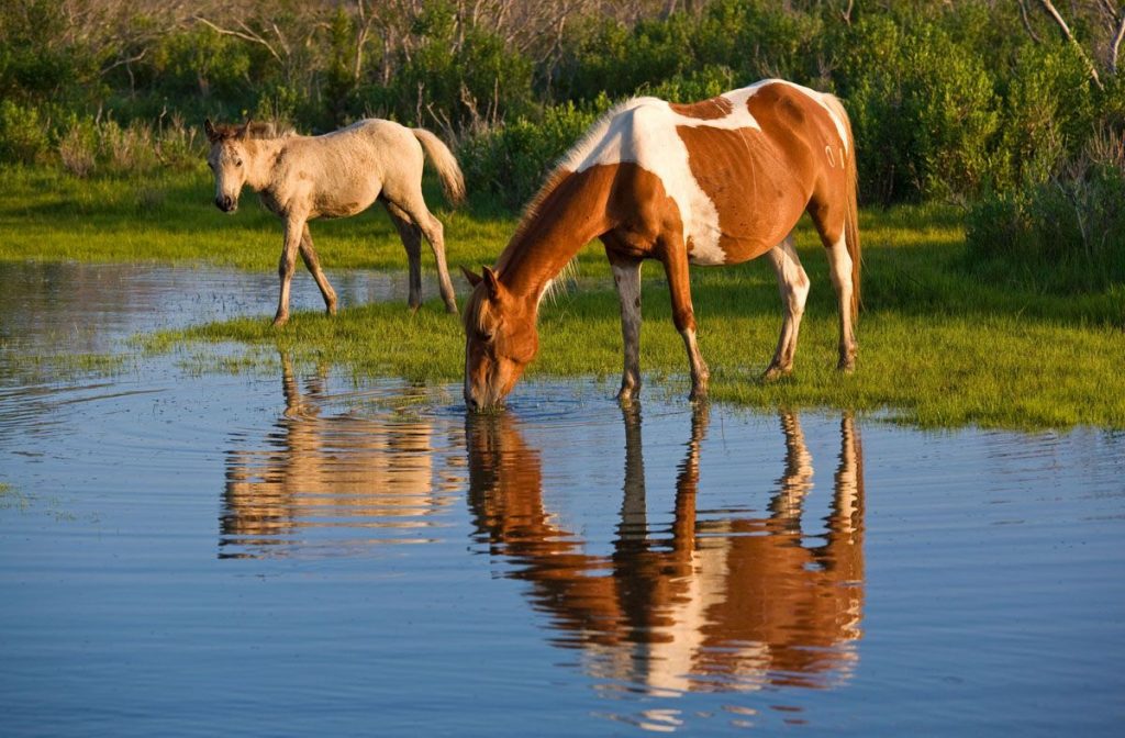 chincoteague wild ponies chincoteague wild ponies