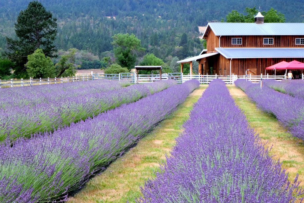 lavender fields medford, oregon lavender fields medford, orgeon