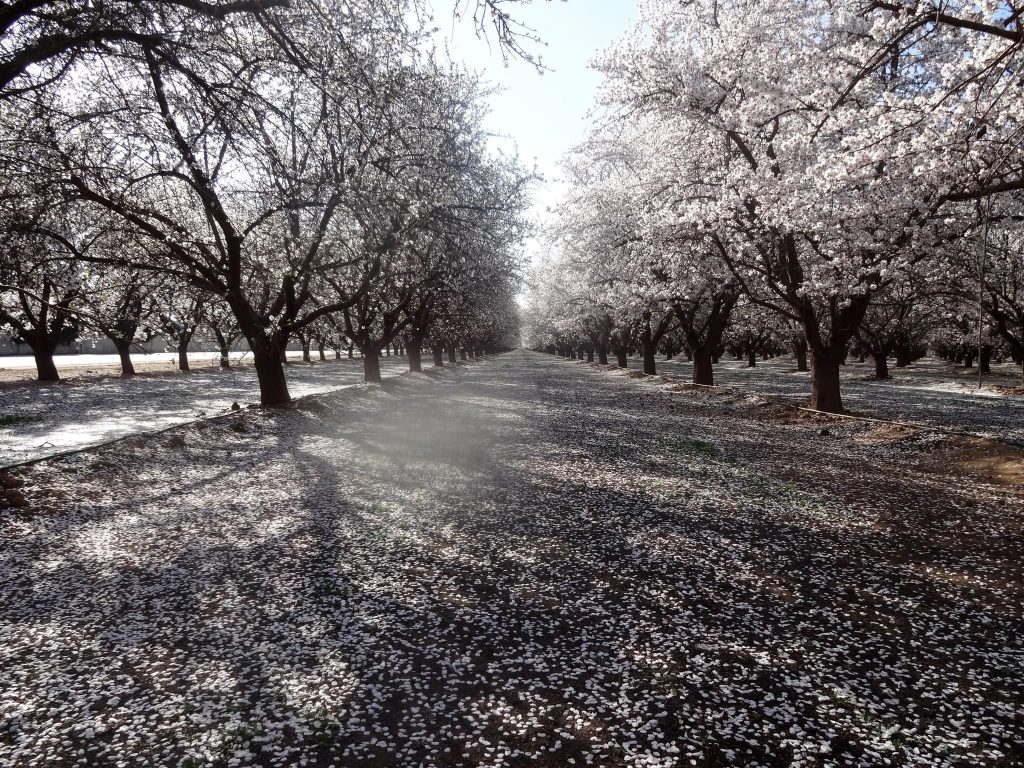 almond orchards 
