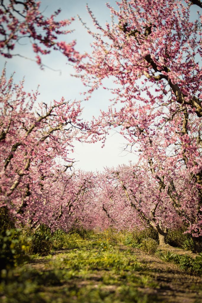 new blossom trail new blossom trail