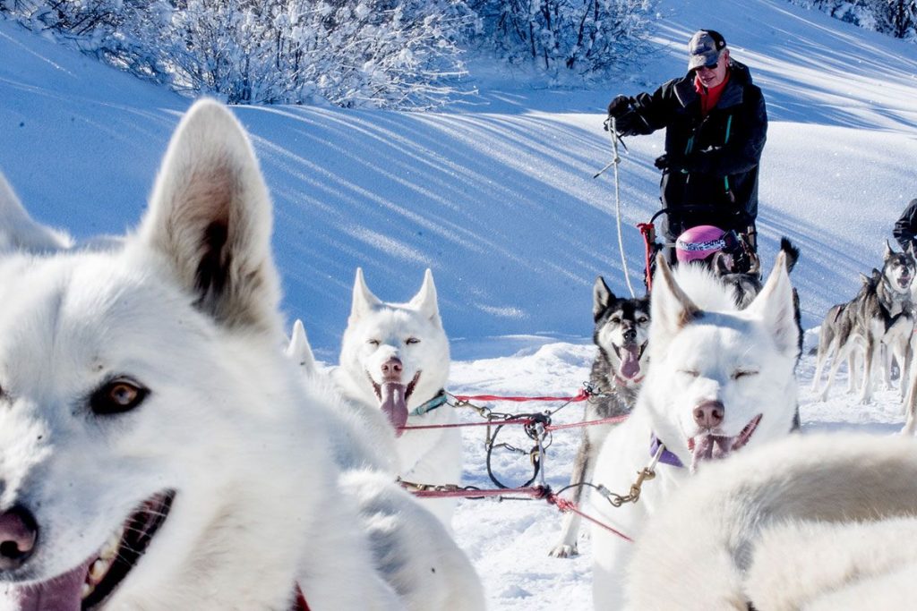 dog sledding dog sledding