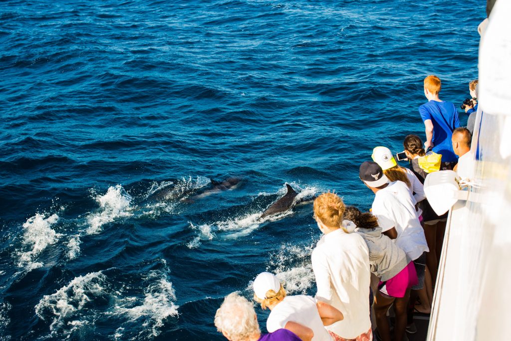 Dolphins on the boat on the trip out to Channel Islands