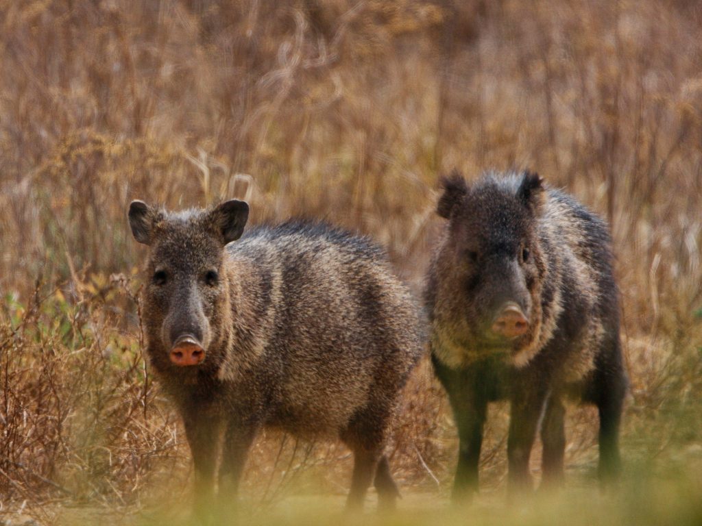 javelina Javelina
